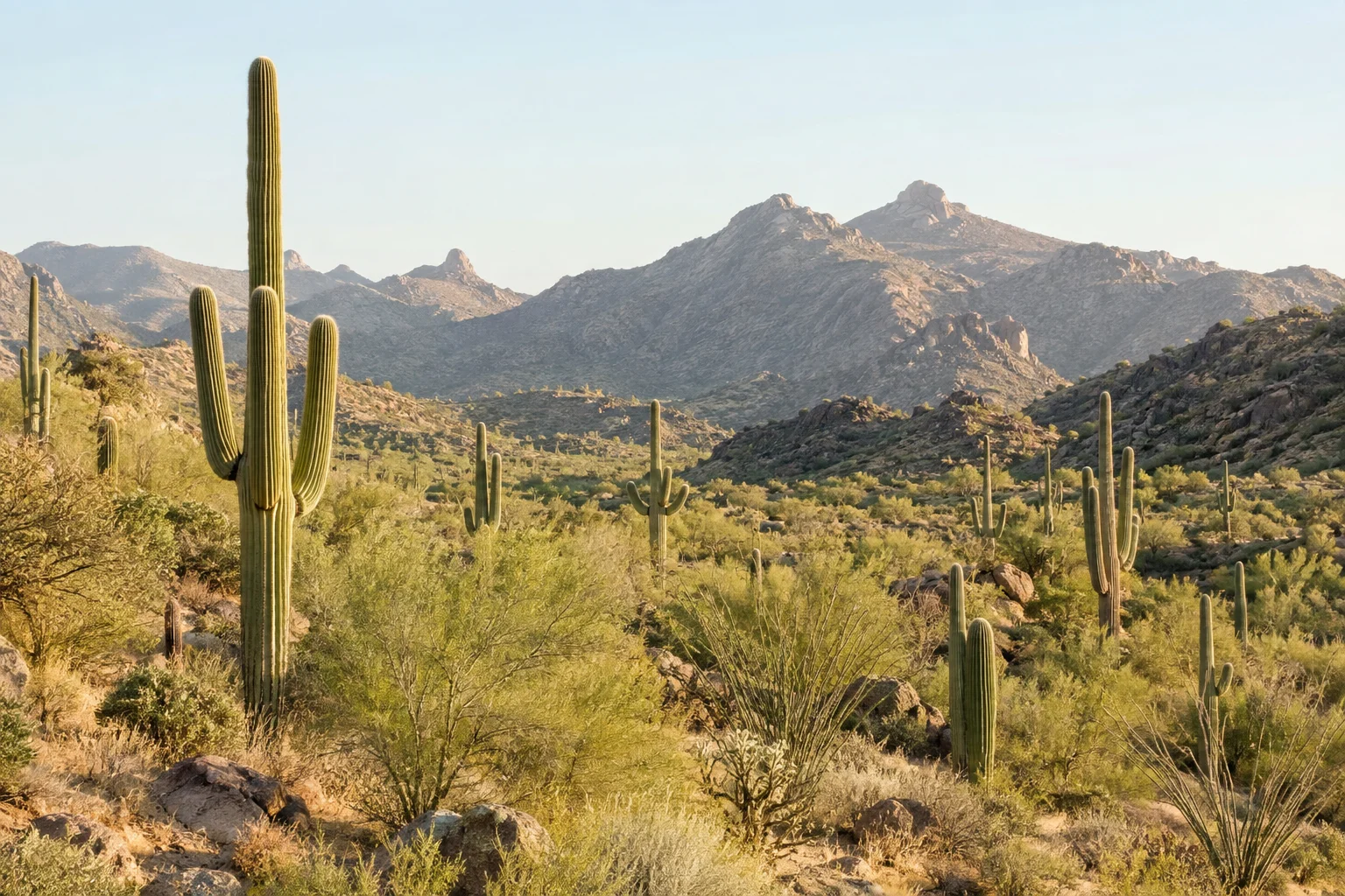 Illustrative Sonoran Desert landscape with saguaros and mountain foothills